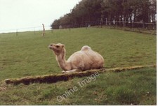 Photo 6x4 Camel at Edinburgh Zoo Murrayfield/NT2173  c1991