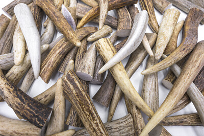25 Deer / Elk Antler Tips Tines A GRADE ONLY - ASSORTED Craft Antlers