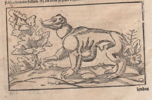 LEOPARD. Holzschnitt von RUDOLF MANUEL DEUTSCH um 1580. Sebastian Münster - Picture 2 of 2