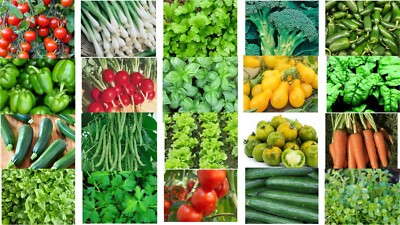 #ad #ad 1000 Vegetable Seeds Variety Pack Non GMO Heirloom Tomato Pepper Lettuce Garden $4.99