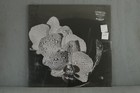 Assorted Orchids s/t Whale Watch 2021 Lp sealed Vinyl Record Folk New