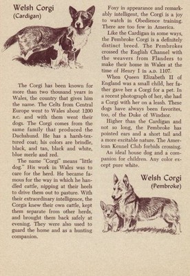 Welsh Corgi - CUSTOM MATTED - Vintage Antique Dog Art Print - 1954 M. Dennis