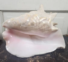 VTG Large Queen Pink Conch Shell Bahama Nautical Beach House Coastal Decor 9x7”