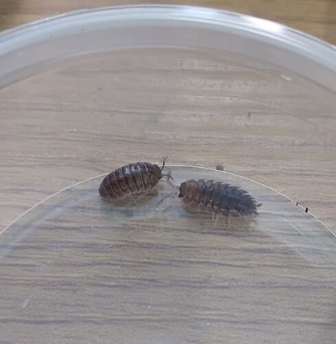 x25 Isopods for Bioactive Terrarium (Mixed Species)  - Picture 1 of 4
