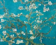 Vincent Van Gogh Almond Blossom Branches  Art Print Poster 20x16