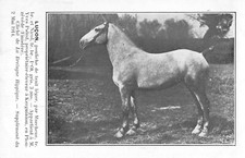 CPA 29 BRETAGNE HIPPIQUE LUCON POULICHE DE TRAIT LEGER YVES PALUD KERGUINIOU