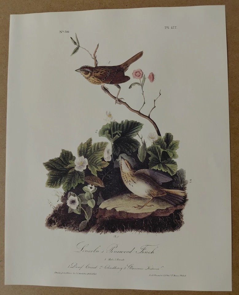 Audubon Octavo 1st Ed Lincolns Pinewood Finch Pl 177 Birds of America Book Print - Image 2 of 2