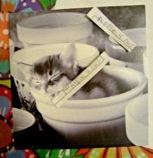 KITTEN CAT SLEEPING IN CREAM MILK BOWL BLANK CARLTON NOTE CARD W/ ENVELOPE