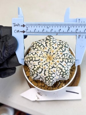 Astrophytum Star Shape (at4) (g1) | Imported Plant
