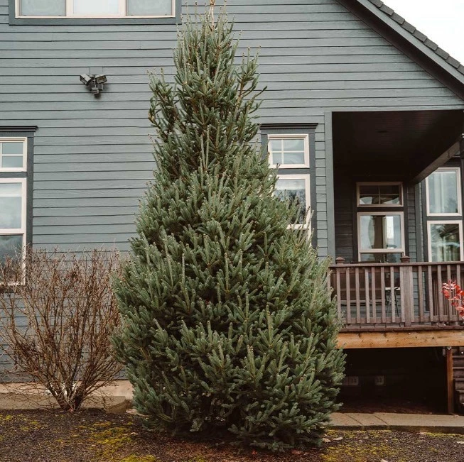 Montrose Spire White Spruce 1-2ft H Outdoor Evergreen Deer Resistant Tree - Image 2 of 4
