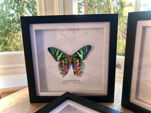 Framed butterfly x1 madagascan sunset moth | 19cm black wood box frame - Picture 2 of 7