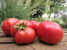 Skorpion tomato is big and bold
