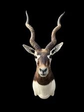 Beautiful BLACKBUCK ANTELOPE Shoulder Mount- Huge Horns Taxidermy Hunting Decor