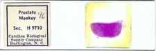 Monkey Prostate Gland Microscope Slide
