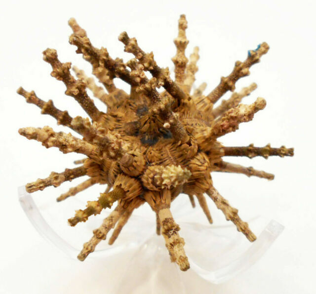Whole Sputnik Sea Urchin With Spines Dried Shell 2 Unique Beach