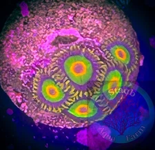 SAF~ “WYSIWYG” Rasta Zoanthid Frag, Palythoa, Paly, Zoa, Coral Colony