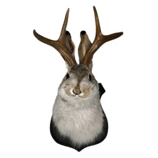 Animal Home Decoration Jackalope Statue Wall Mount Antler Rabbit Head Hang Sculp
