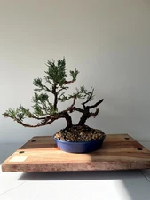 AWESOME! Juniperus Chinensis - Parsonii Juniper Pre-Bonsai, 15 Years, Huge Trunk