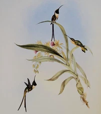 Vintage Gould SLENDER SHEAR-TAIL Hummingbird Bird Art Print Bookplate 157