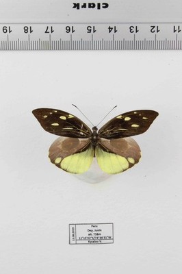 Schmetterling Entomologie, Pieridae Lieinix nemesis -m- Peru