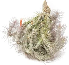 Large Hanging Cluster of Tillandsia Funckiana Air Plant - Easy Care House Plants