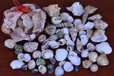 55 PCS ASSORT MIX SEA SHELL BEACH DECOR CRAFT 7823