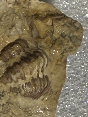 Trilobite Fossil Specimens in Matrix, Lot of 3, Multiple Pieces, Various Sizes