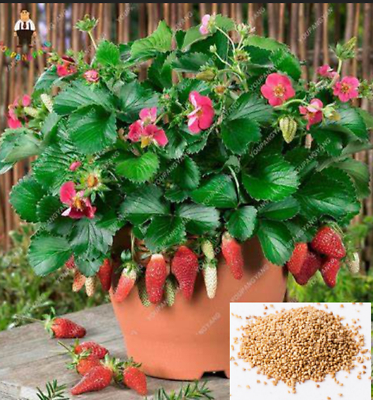 bambus stuhl CANIA Bambusstuhl  natur