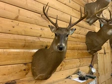 Shoulder Mount 8 Point White Tail Deer Real Antler Buck Doe Taxidermy WTD17