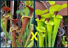 2025 SARRACENIA SEEDS: (FLAVA X ALATA) “WASP” X FLAVA RUGELII CLONE A [CP SEED]