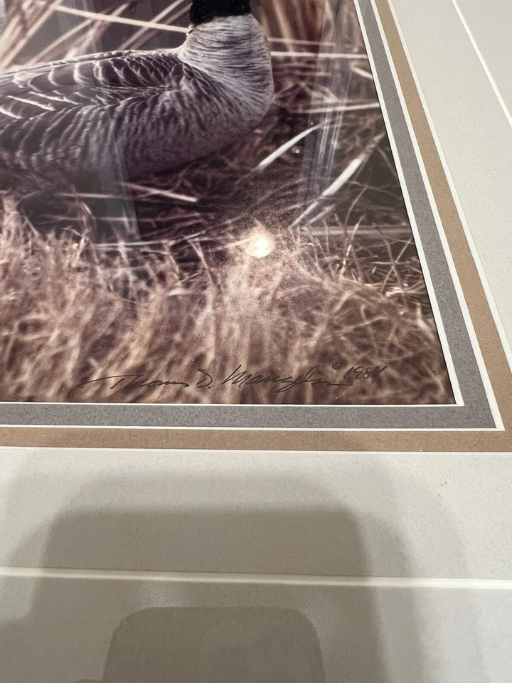 Thomas Mangelsen Canada Geese In Reeds Limited Edition Signed Numbered Print - Image 4 of 4