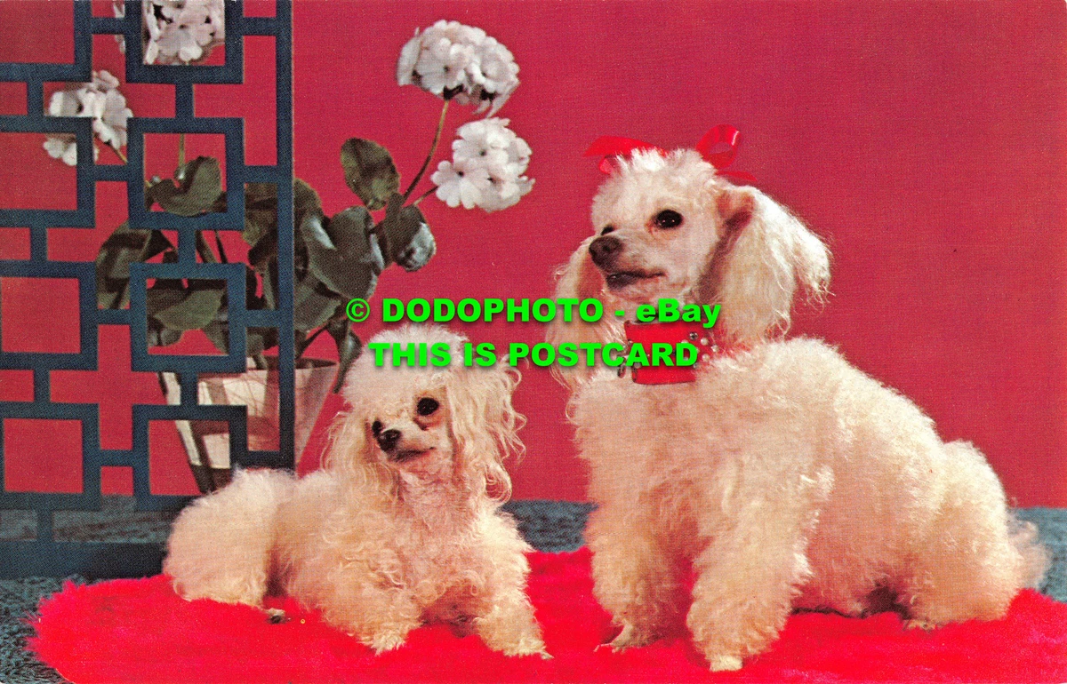Purebred toy poodle 2025