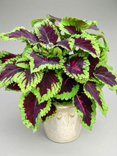 Coleus Kong Rose - 1x Mini Plug Plant - Easy Care Houseplant Unusual Variety