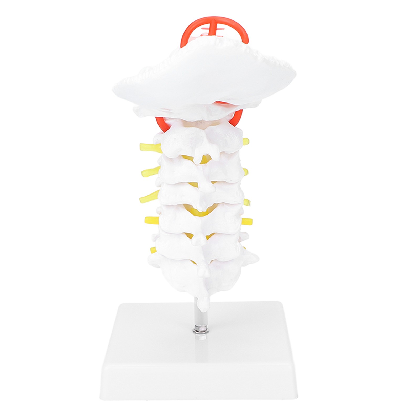Cervical Model Arteria Spine Spinal Anatomical Model For Scie