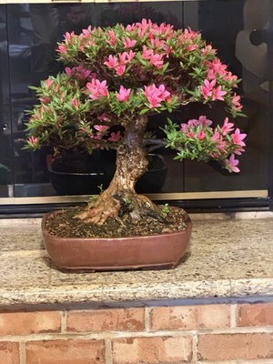 mb bonsai lt Lagerstroemia Bonsai Tree – Lones Bonsai main image 0