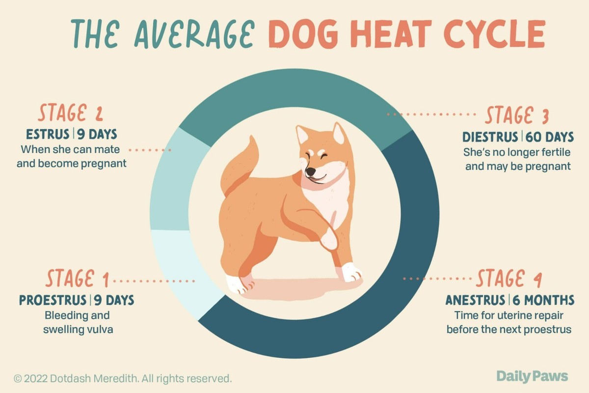 Animal How Long Is The Heat Cycle For A Dog Animal When Do Dogs - Main Image