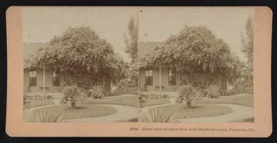Great gold of ophir rose with 100,000 blossoms, Pasadena, California Old Photo