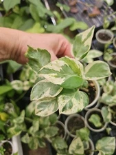 Pothos Epipremnum aureum Pearl And Jade Pothos Rooted LIVE PLANT NO CUTTING 