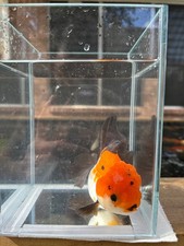 thai oranda goldfish High Quality