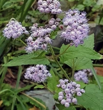 6 Blue Mistflower Bare Root Plants Organic Native- Conoclinium coelestinum