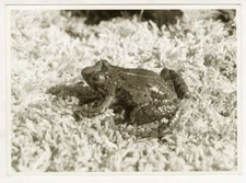 Lusinga River Frog Africa Congo GF de Witte c1940s Photograph Amphibian