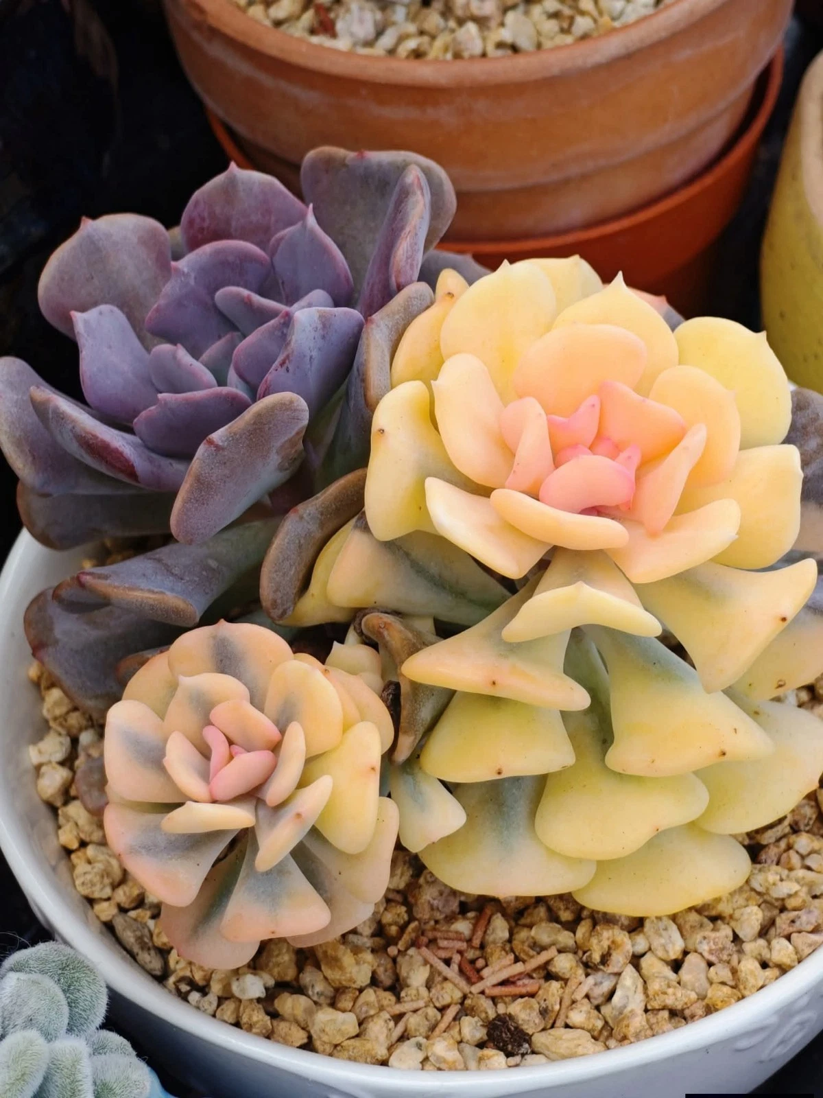 Echeveria Cubic frost Variegated nice Succulent plant
Opens in a new window or tab