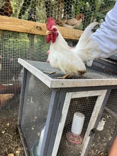6 Bantam Chicken Hatching Eggs white Japanese (Show Birds)