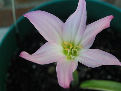 lily⭐︎ QAUZUY GARDEN Blue Rare Lily Seeds ITL1 for Yard