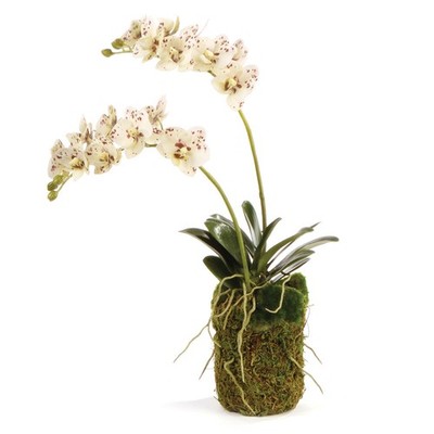 PHALAENOPSIS ORCHID DROP-IN 16''