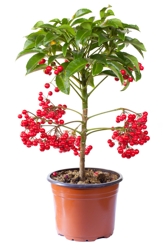 SAMEN Ein dekoratives Bäumchen für den Eingangsbereich ist die Spitzblume.