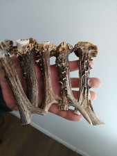 205.KNIFE HANDLE MATERIAL.ROEBUCK  HORN BLANKS.(NATURAL).
