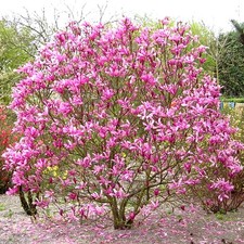 Magnolia Susan Deciduous Bushy Shrub Hardy Flowering Outdoor Garden Plant