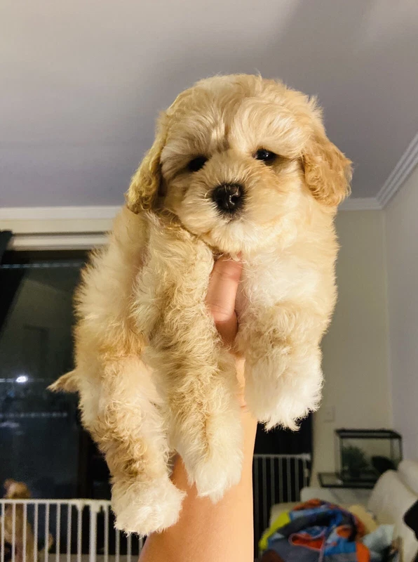 toy cavoodle gumtree
