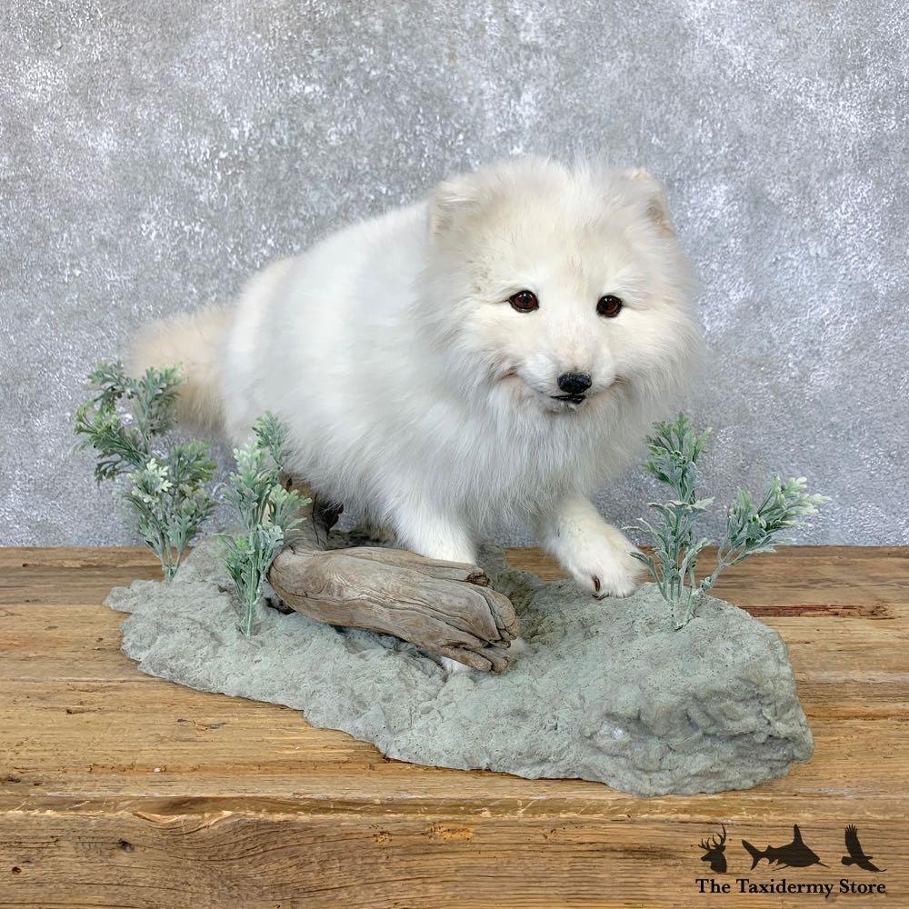 23912 E | Arctic Fox Life-Size Taxidermy Mount For Sale | eBay